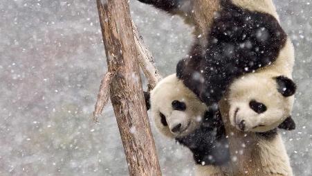 【今日大雪】暴风雪中两只在树干上攀爬的大熊猫，中国四川