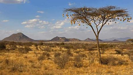 桑布鲁国家自然保护区金合欢树上悬挂的织布鸟鸟巢，肯尼亚