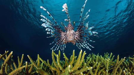 印度尼西亚海岸附近的狮子鱼