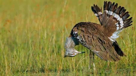 雄性灰颈鹭鸨，肯尼亚马赛马拉国家保护区