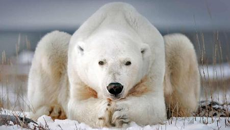 丘吉尔小镇附近的北极熊，加拿大马尼托巴省