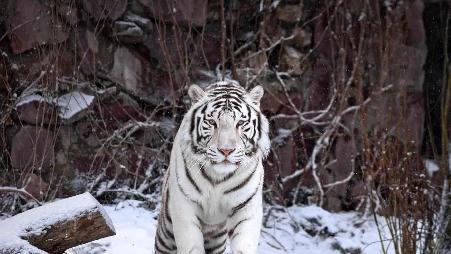 莫斯科动物园内的一只孟加拉白虎，俄罗斯