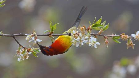 【今日春分】梅里雪山国家公园内一只以桃花为食的蓝喉太阳鸟，中国云南省
