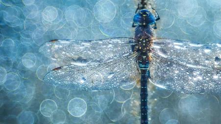一只移居蜻蜓的微距照片
