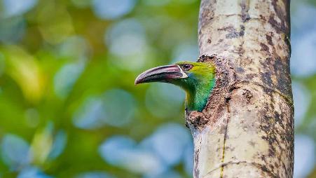 厄瓜多尔的观鸟区内的绯腰巨嘴鸟，厄瓜多尔