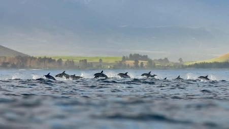 凯库拉小镇的一群暗色斑纹海豚，新西兰