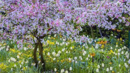 吉维尼小镇莫奈花园的春天，法国