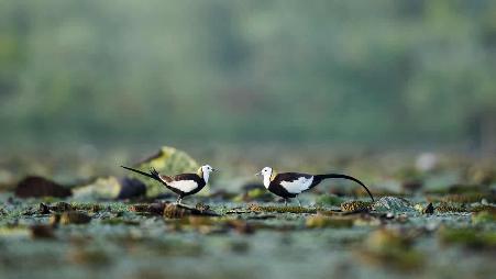 【520告白日】湖中深情相对的两只水雉，中国九江市（© Jie Zhao/Getty News）