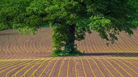 蒙茅斯郡田地上的英国橡树，英国威尔士