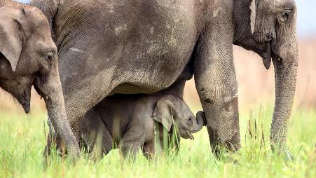 吉姆·科比特国家公园里的亚洲象，印度