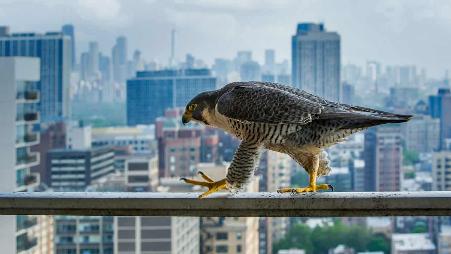在栏杆上行走的游隼，美国芝加哥