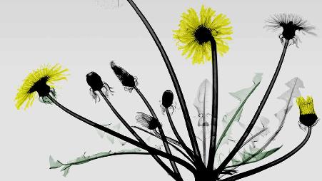 蒲公英花的彩色X射线