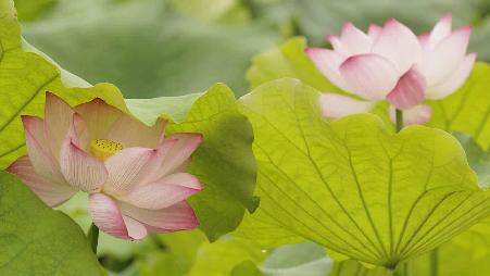 【今日夏至】夏至到，荷花开（© Adam Jones/DanitaDelimont.com -- All rights reserved）