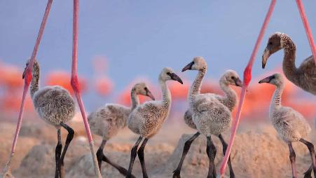 生物圈保护区里的美洲红鹳宝宝们，墨西哥尤卡坦半岛