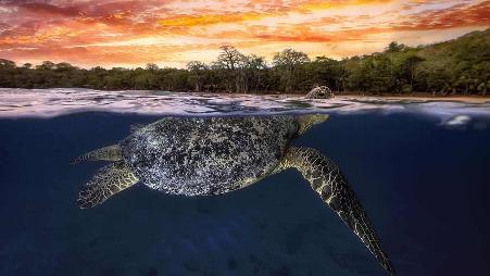黄昏时浮出水面的绿海龟，印度洋马约特