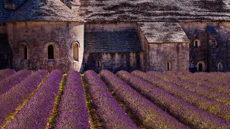 塞南克修道院前壮观的薰衣草花海，法国普罗旺斯-阿尔卑斯-蓝色海岸大区沃克吕兹省戈尔德