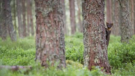 凯恩戈姆山国家公园里的一只松貂，苏格兰