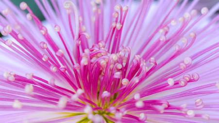 管物菊，日本东京都新宿区