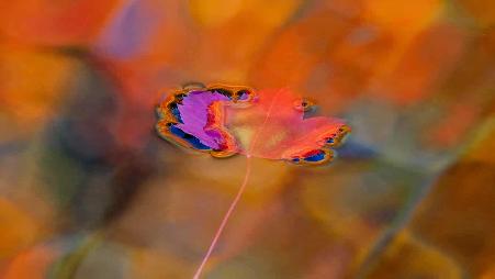 迷幻诱人的色彩感，一叶知秋。那些奇怪形状的叶子