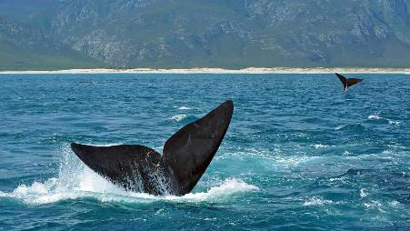 鲸鱼节的盛大狂欢，海洋里的“旅者”。洄游万里 生生不息