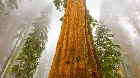 心有猛虎 细嗅蔷薇，站在巨人的肩膀。植物界的“巨人”