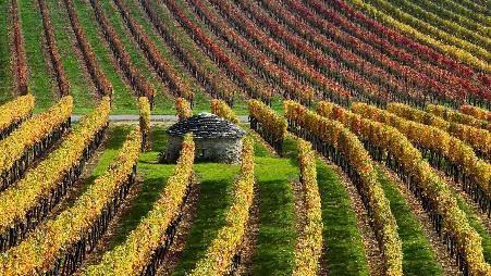 最复杂难懂的葡萄酒产区，世界的葡萄酒宝库。偏爱小酌的你，真正了解葡萄酒吗？