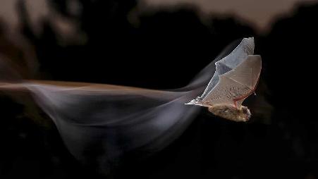 捕食昆虫的夜间精灵，会飞的小老鼠？。别只看外表，我可是个实实在在的益虫哦