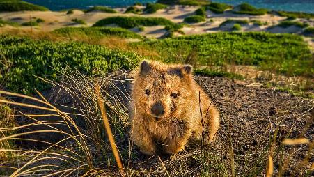 接招吧！我要萌翻你，自带笑点的反差萌。袋熊不为人知的另一面