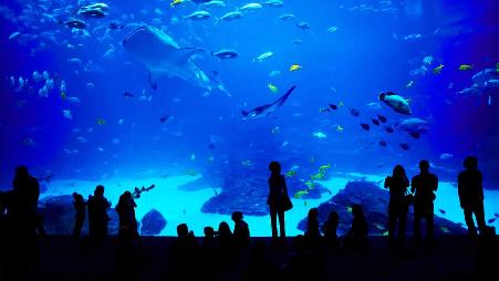 幽蓝秘境，赴一场海底视听盛宴。感受那神秘梦幻的蓝色魔力