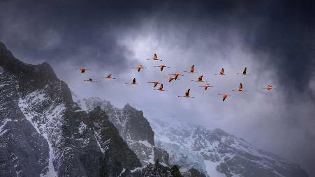 在百内国家公园上空飞翔的智利红鹳，智利