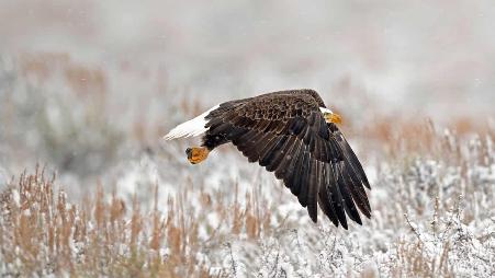 大提顿国家公园里的一只白头鹰，美国怀俄明州