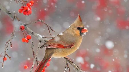 傲立枝头，会唱歌的当红“炸子鸡”。敢惹我试试