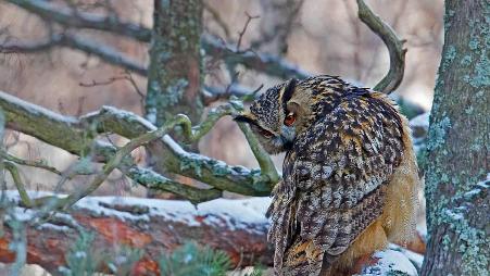 在赫尔辛基的一只雕鸮