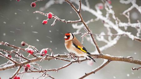 一只欧洲金翅雀栖息在雪中的玫瑰果枝上