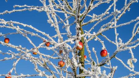 冬天里的一棵苹果树