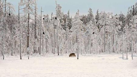 神奇的组合，动物界的同盟者。一辈子的好基友