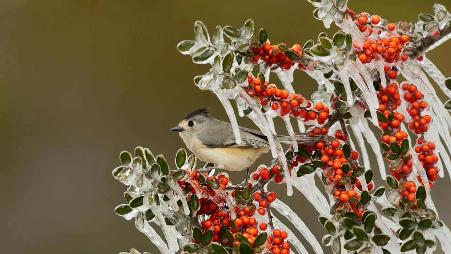 黑头发的高原小鸟，大山里的雀子。它们的世界同样精彩