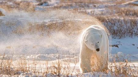 注意！熊出没！！！，关于北极熊的冷知识。“你真了解我吗？”