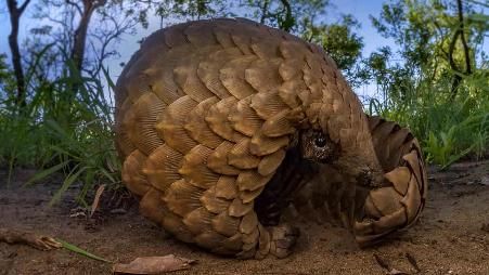 穿山甲的眼泪，快要消失的它们。关于穿山甲你知道多少？