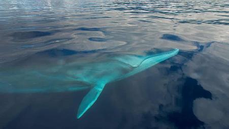 亚速尔群岛附近海域中的一条长须鲸