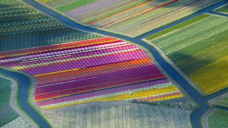 荷兰Duin- en Bollenstreek地区的郁金香田