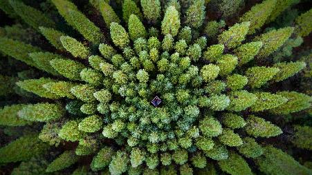 为地球月开辟新天地，把森林带到云端