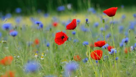 草地上的罂粟和矢车菊，德国北莱茵-威斯特法伦州