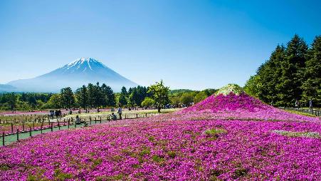 富士山与丛生福禄考花田，日本山梨县