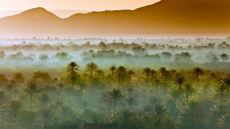 摩洛哥扎戈拉附近的椰枣树林