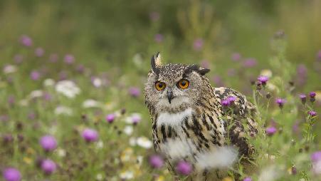 野花草甸上的一只欧亚雕鸮，德国莱茵兰-普法尔茨