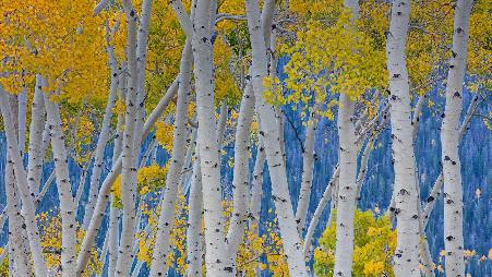 鱼湖国家森林中的美洲山杨，犹他州