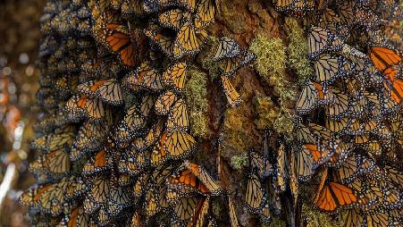 米却肯州迁徙的帝王蝶