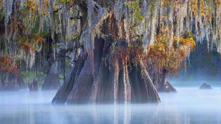阿查法拉亚盆地中的一棵柏树，路易斯安那州