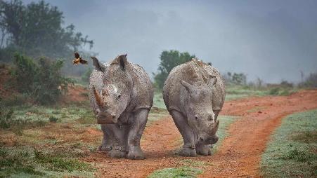 阿姆哈拉禁猎区的两只犀牛和一只啄牛鸟，南非
